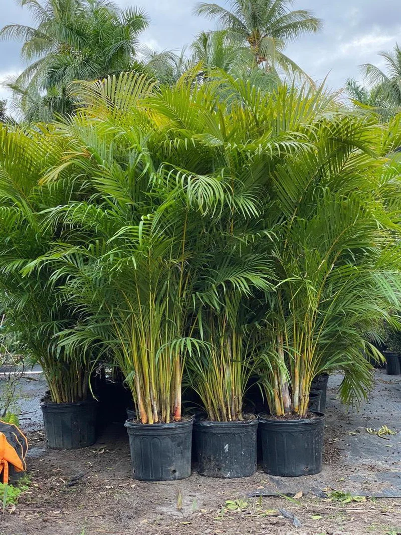 Areca Palm privacy screen installed in Florida landscape