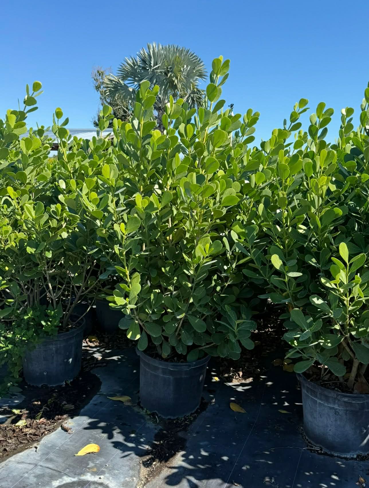 Clusia Rosea privacy hedge plant installed in South Florida yard