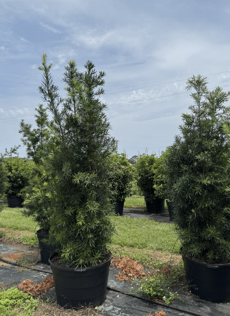 Podocarpus privacy hedge installed in Florida yard